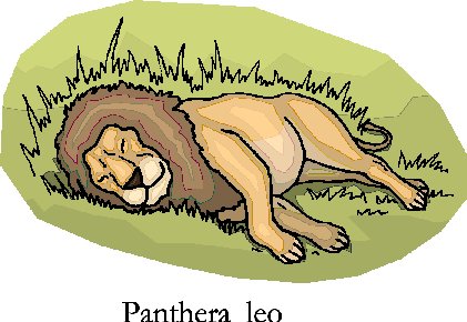 Lions clip art