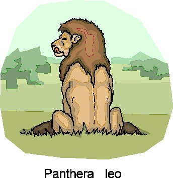 Lions clip art