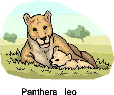 Lions clip art