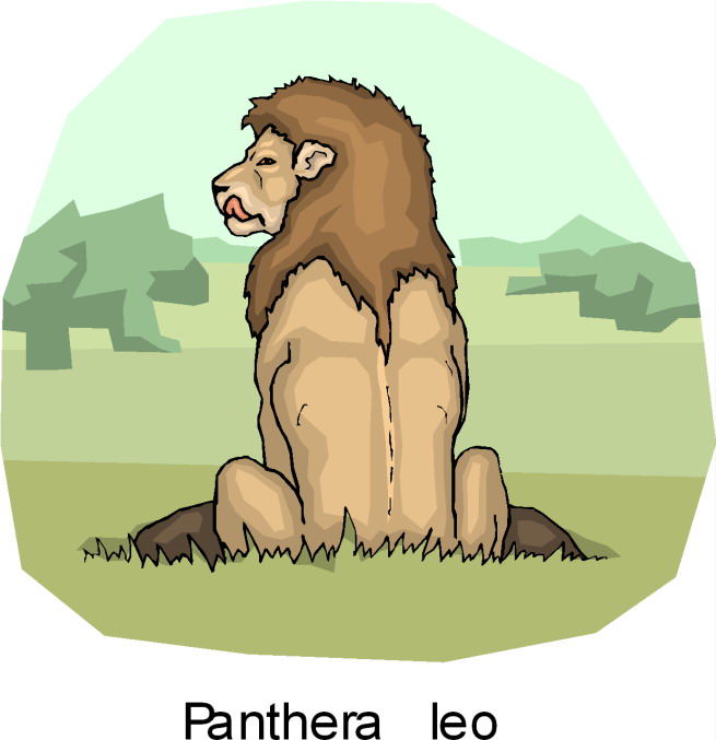 Lions clip art