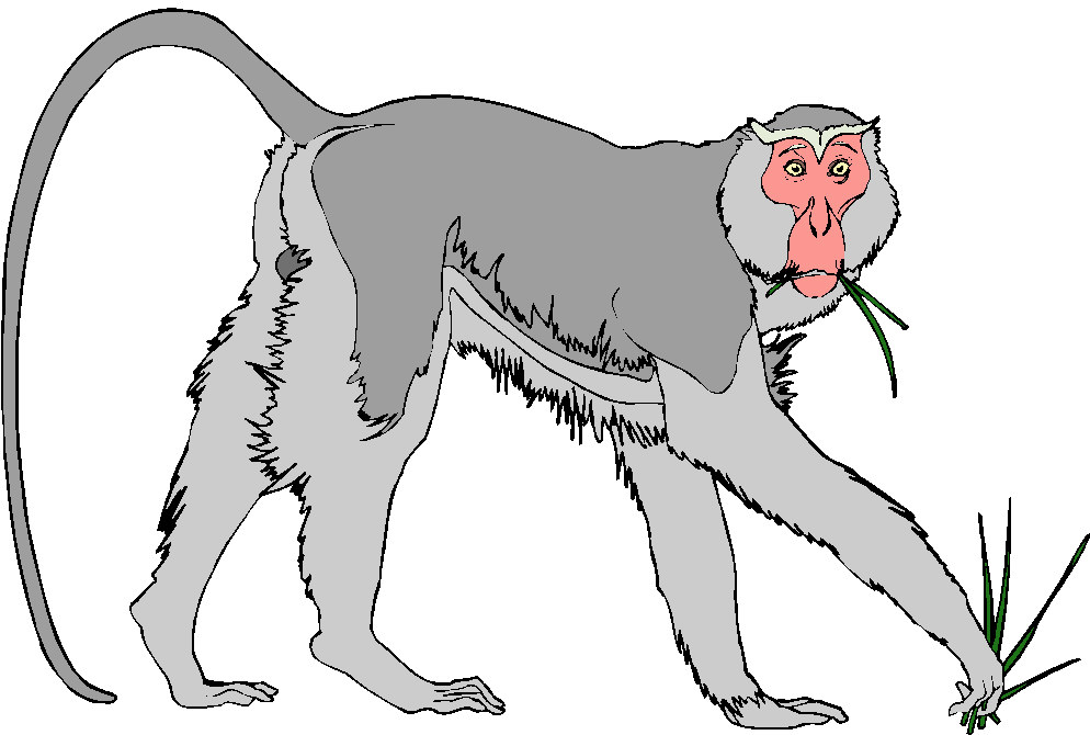 Monkeys clip art