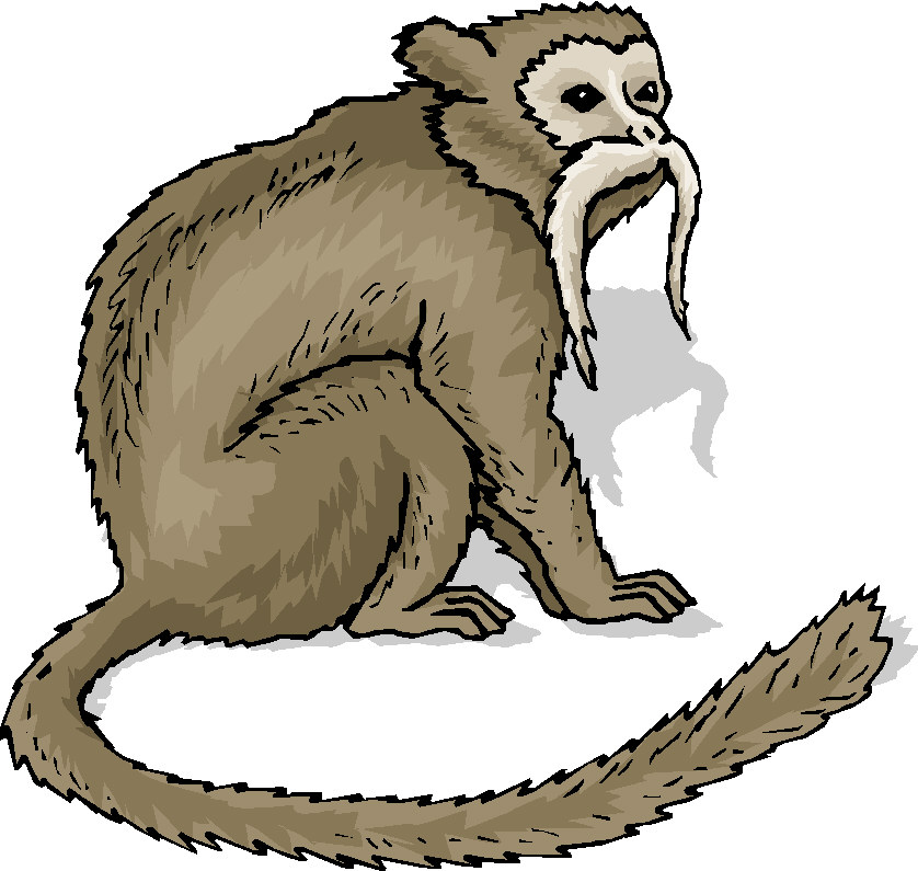 Monkeys clip art