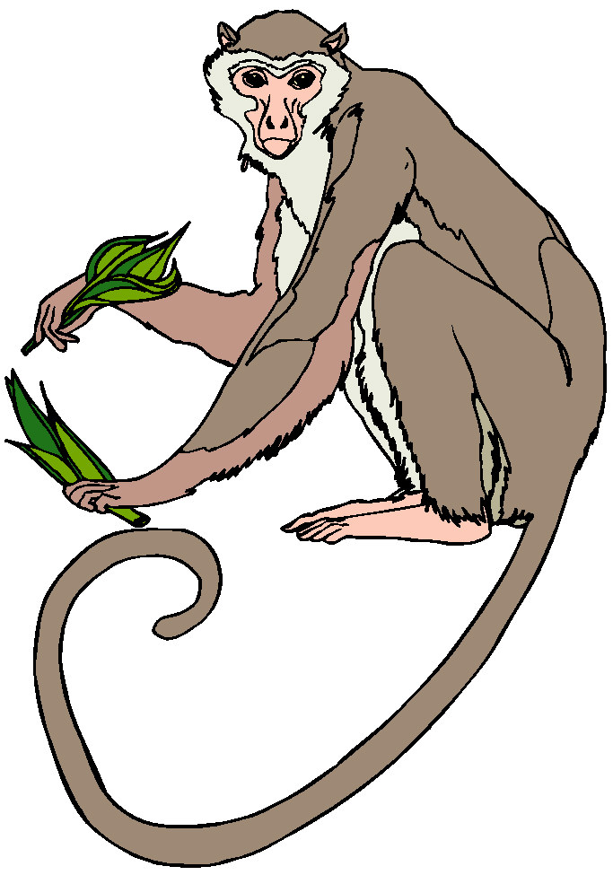 Monkeys clip art