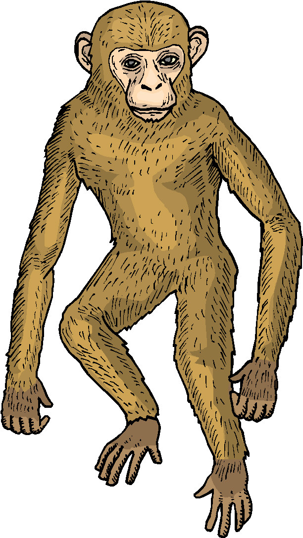 Monkeys clip art