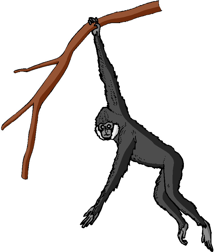 Monkeys clip art