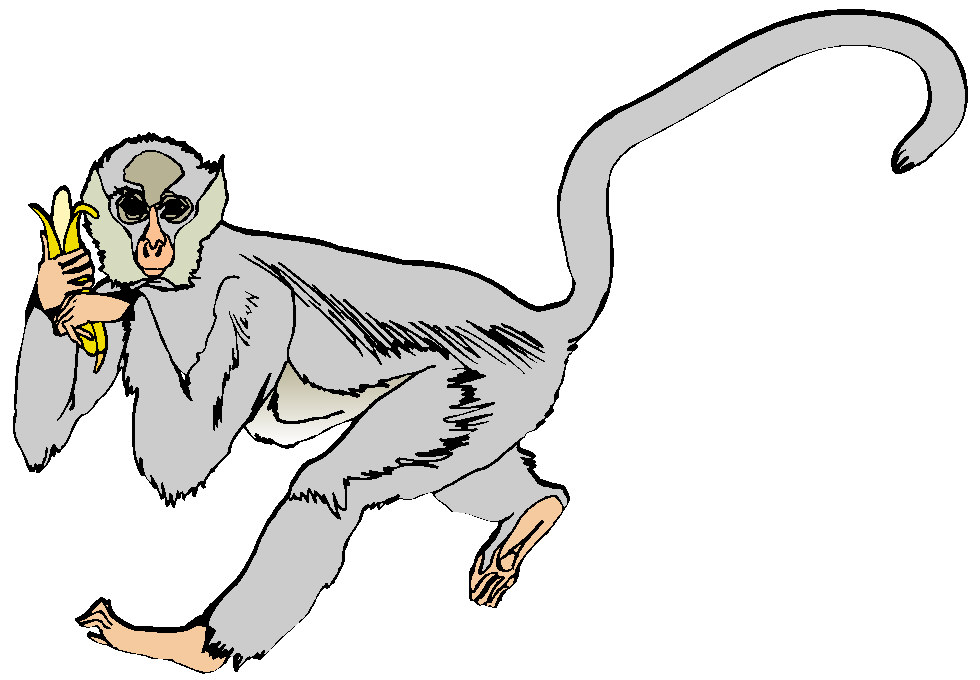 Monkeys clip art