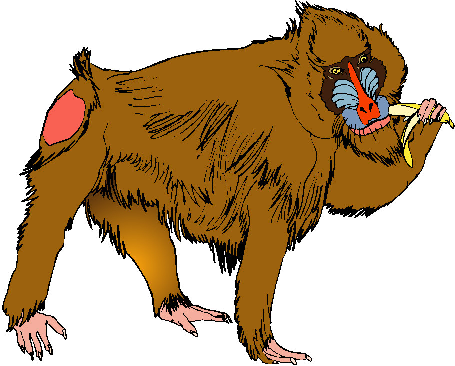 Monkeys clip art