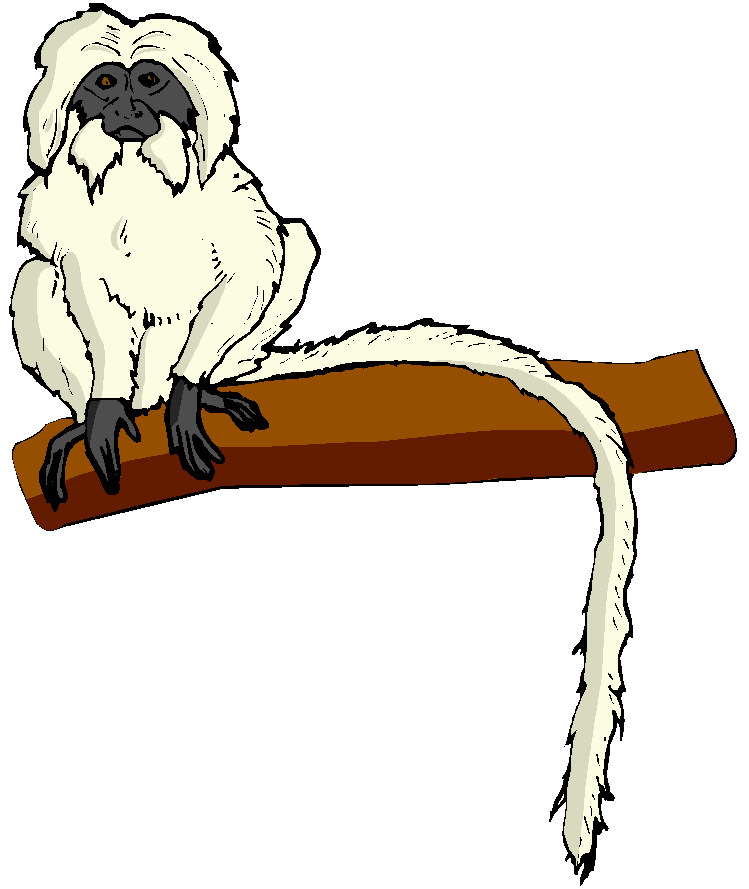 Monkeys clip art