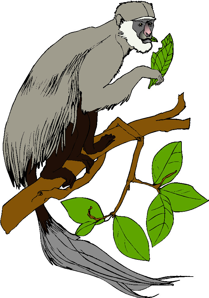 Monkeys clip art
