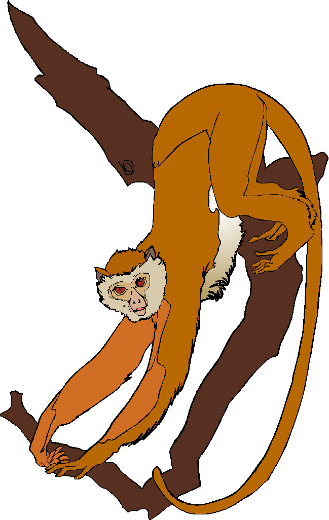 Monkeys clip art