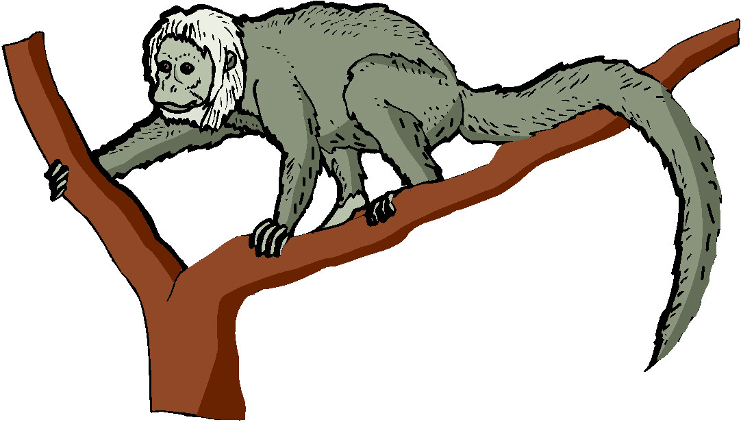 Monkeys clip art