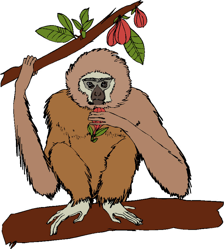 Monkeys clip art