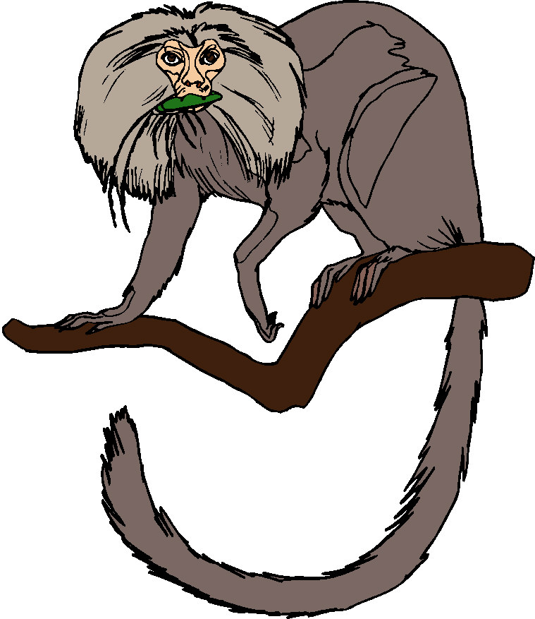 Monkeys clip art