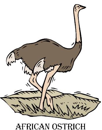 Ostriches clip art