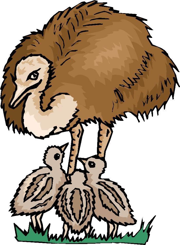 Ostriches clip art