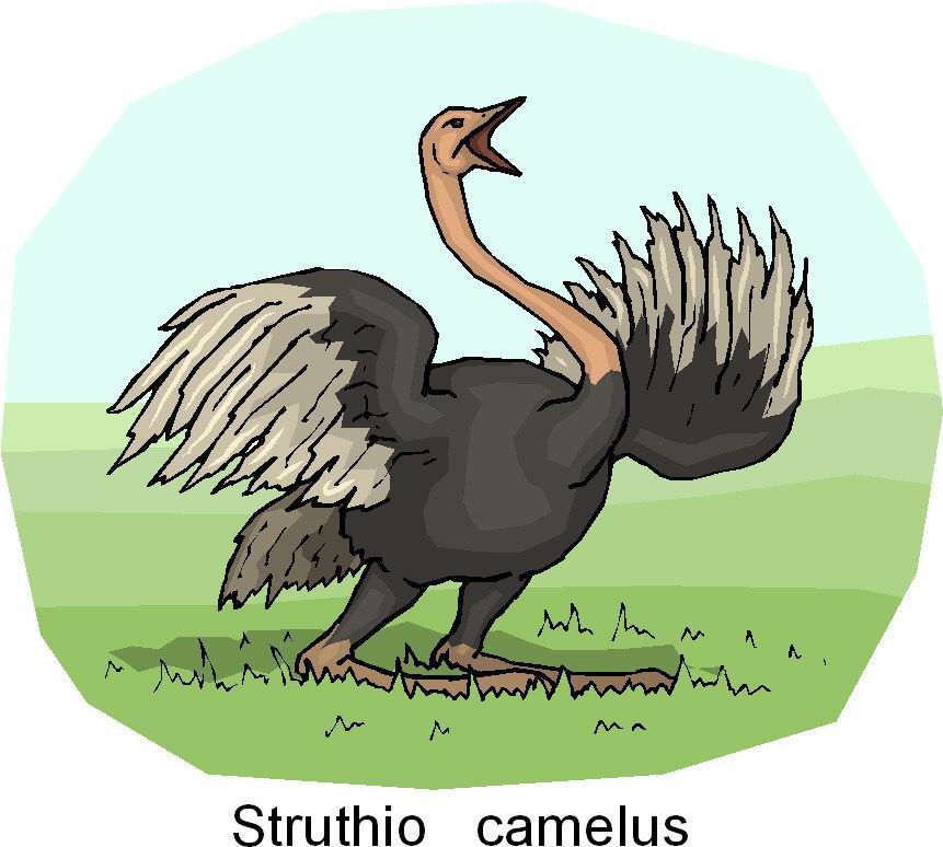 Ostriches clip art