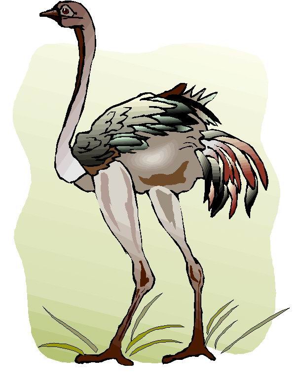 Ostriches clip art