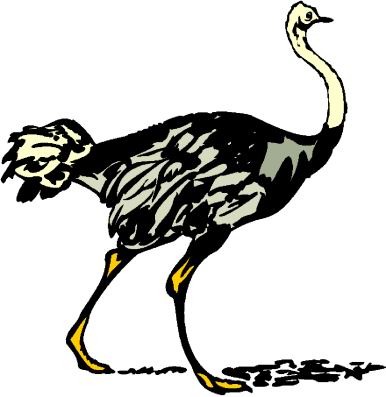 Ostriches clip art