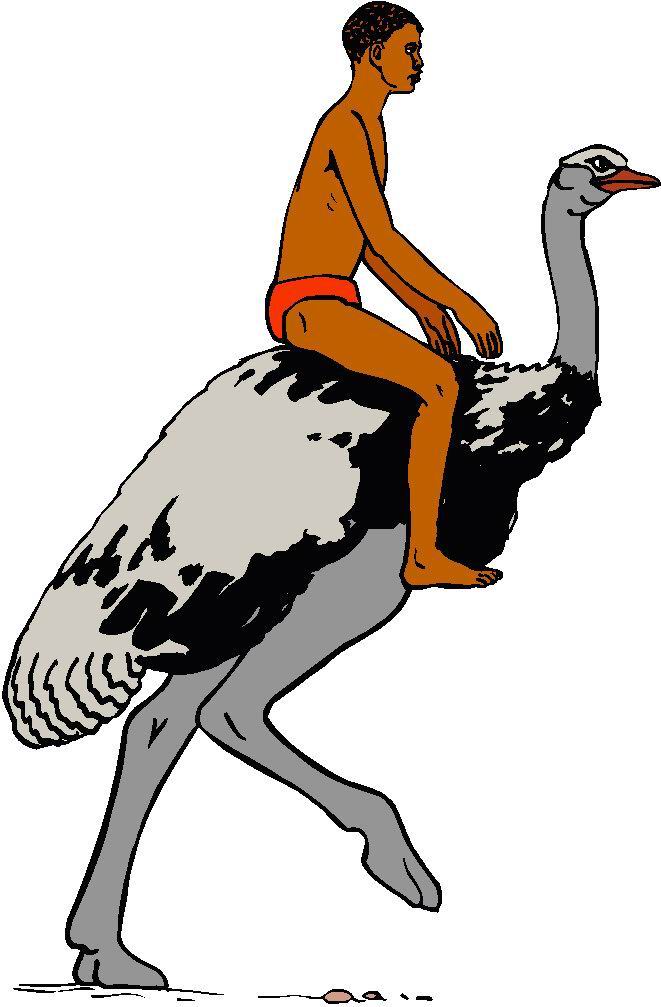 Ostriches clip art