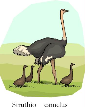 Ostriches clip art