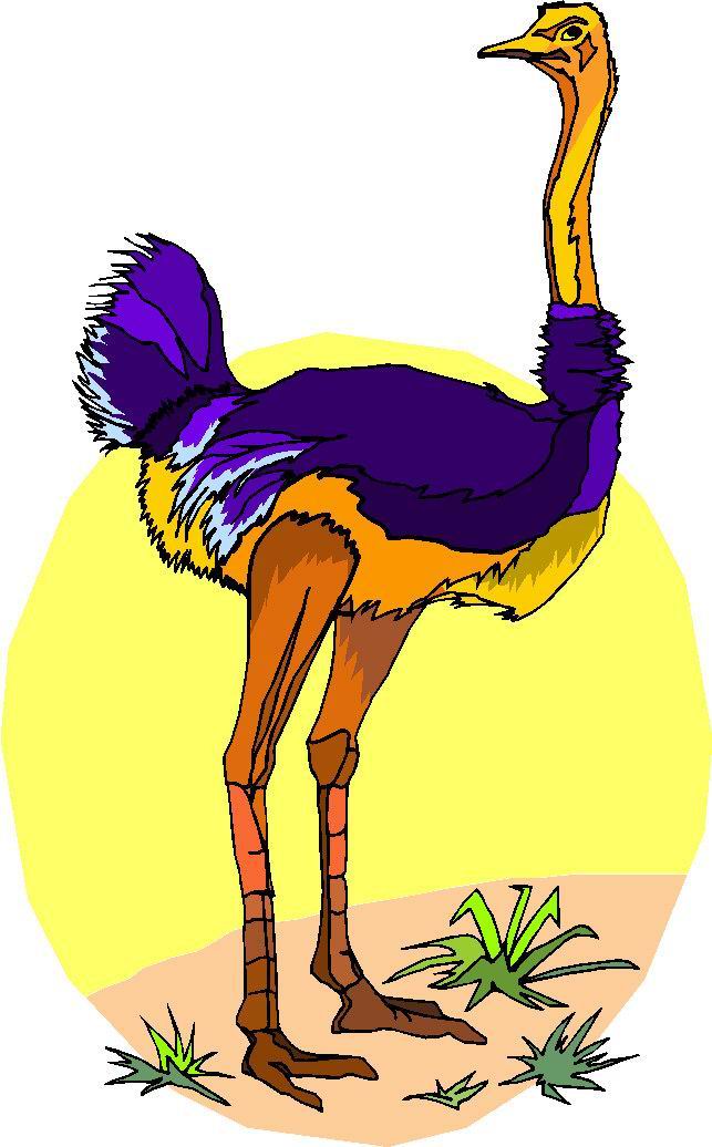 Ostriches