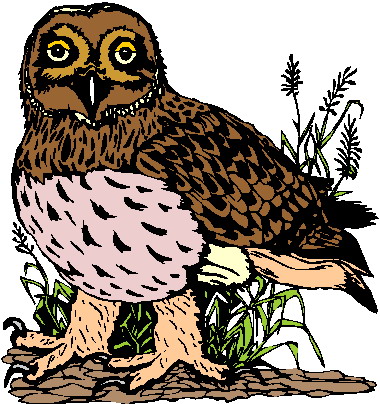 Owls clip art