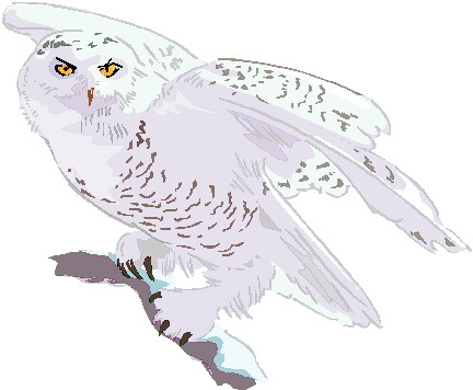 Owls clip art