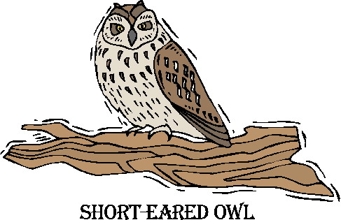 Owls clip art