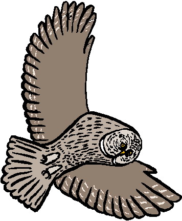 Owls clip art