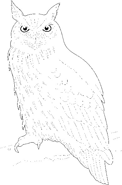 Owls clip art