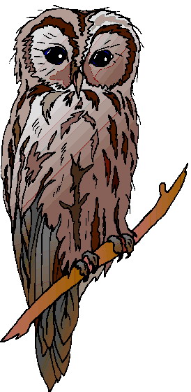 Owls clip art