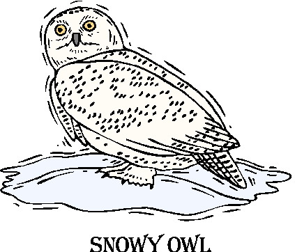 Owls clip art