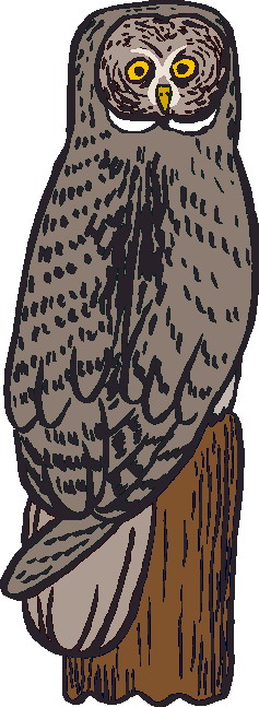 Owls clip art
