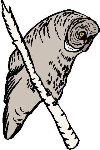 Owls clip art