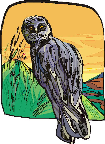 Owls clip art
