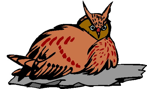 Owls clip art