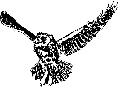 Owls clip art