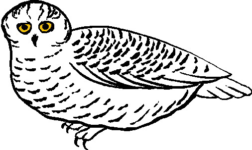 Owls clip art