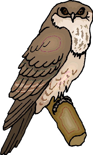 Owls clip art