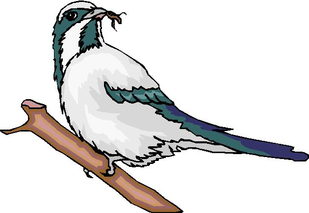 Pigeons clip art