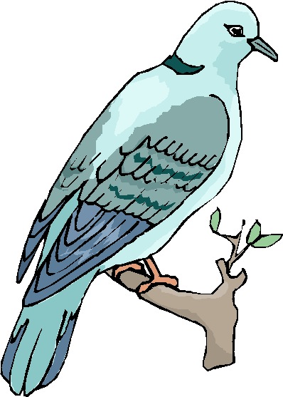 Pigeons clip art