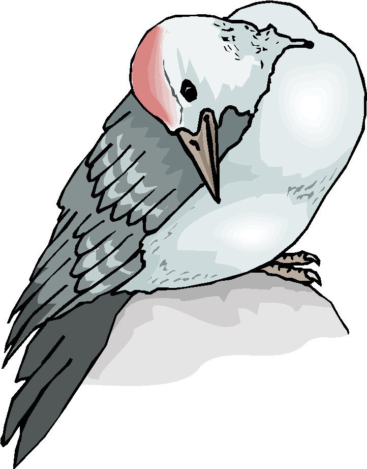 Pigeons clip art