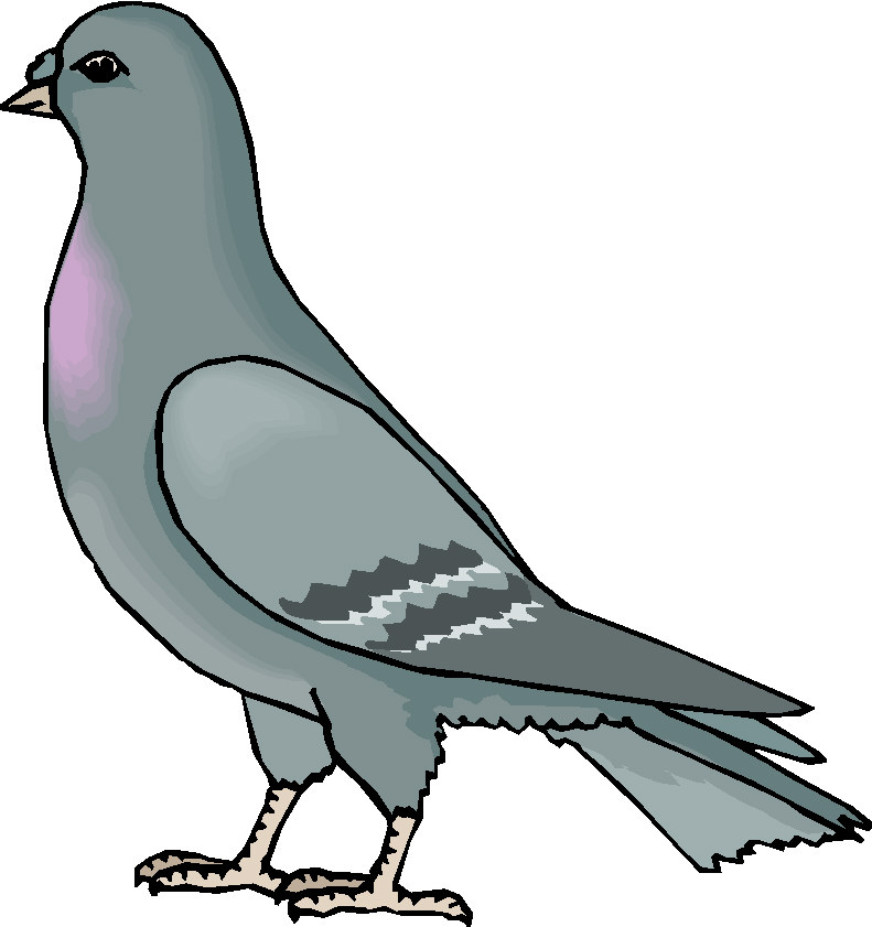 Pigeons clip art