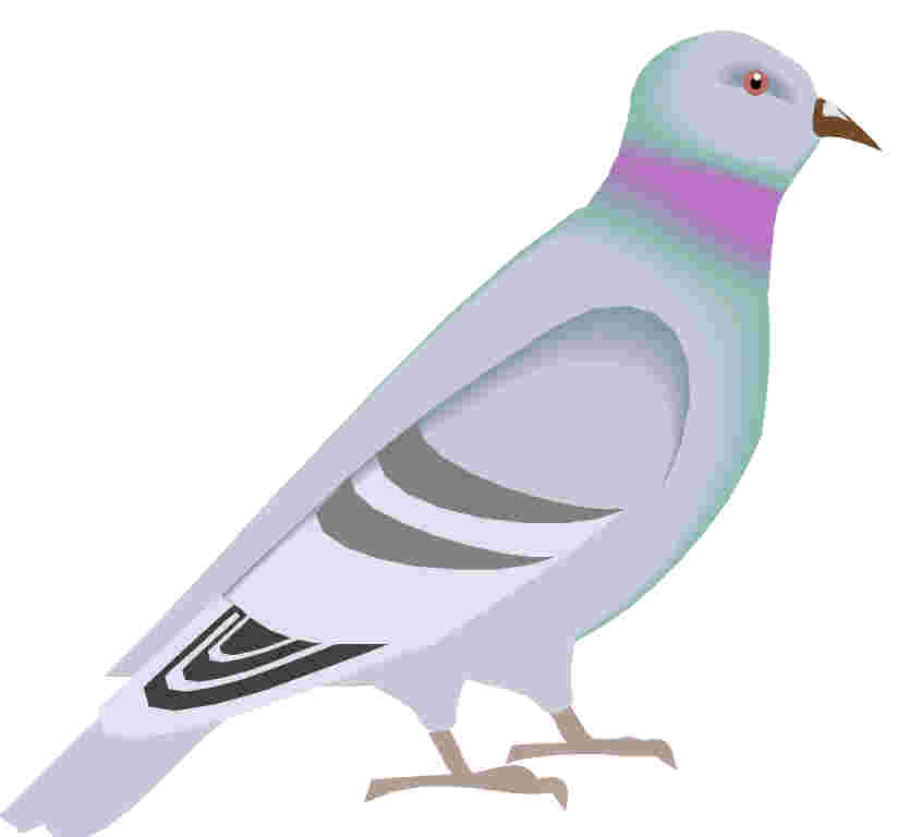 Pigeons clip art