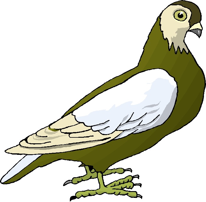 Pigeons clip art