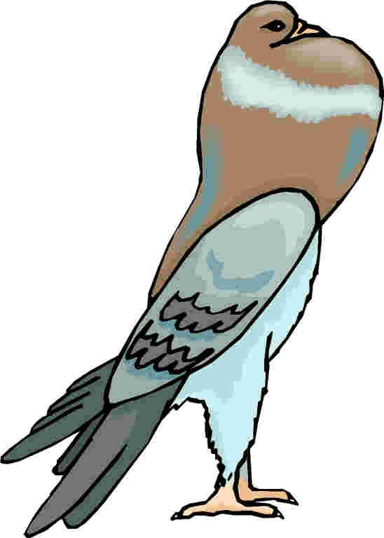 Pigeons clip art