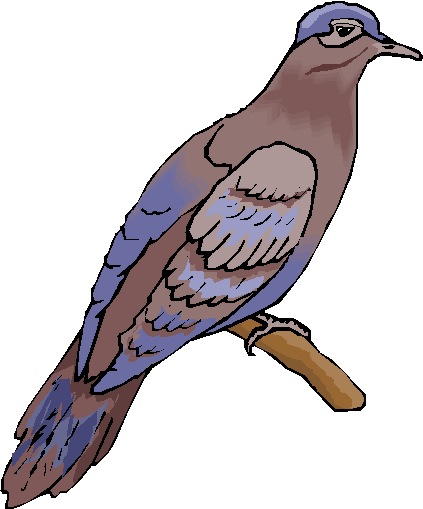 Pigeons clip art