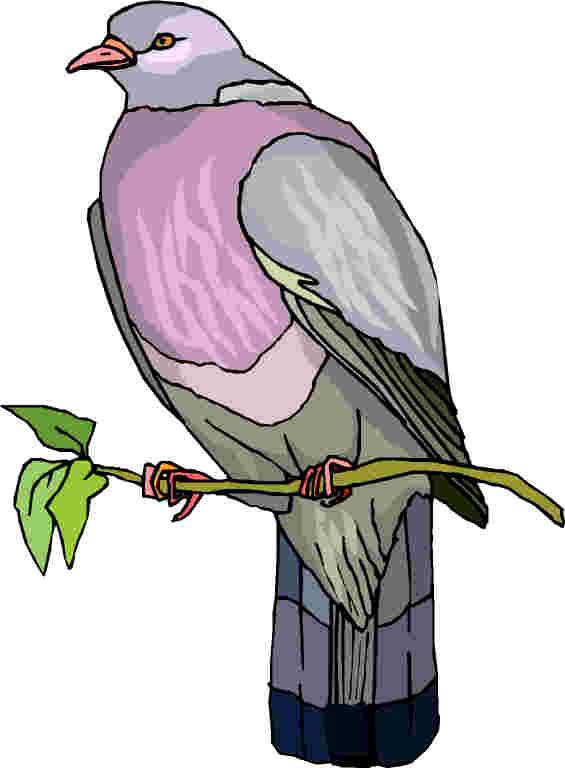 Pigeons clip art