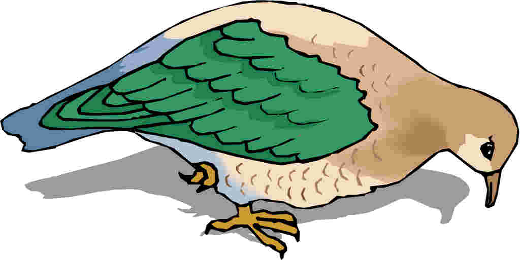 Pigeons clip art