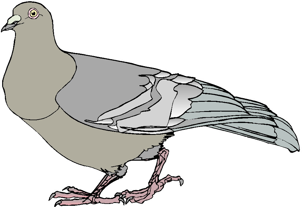Pigeons clip art